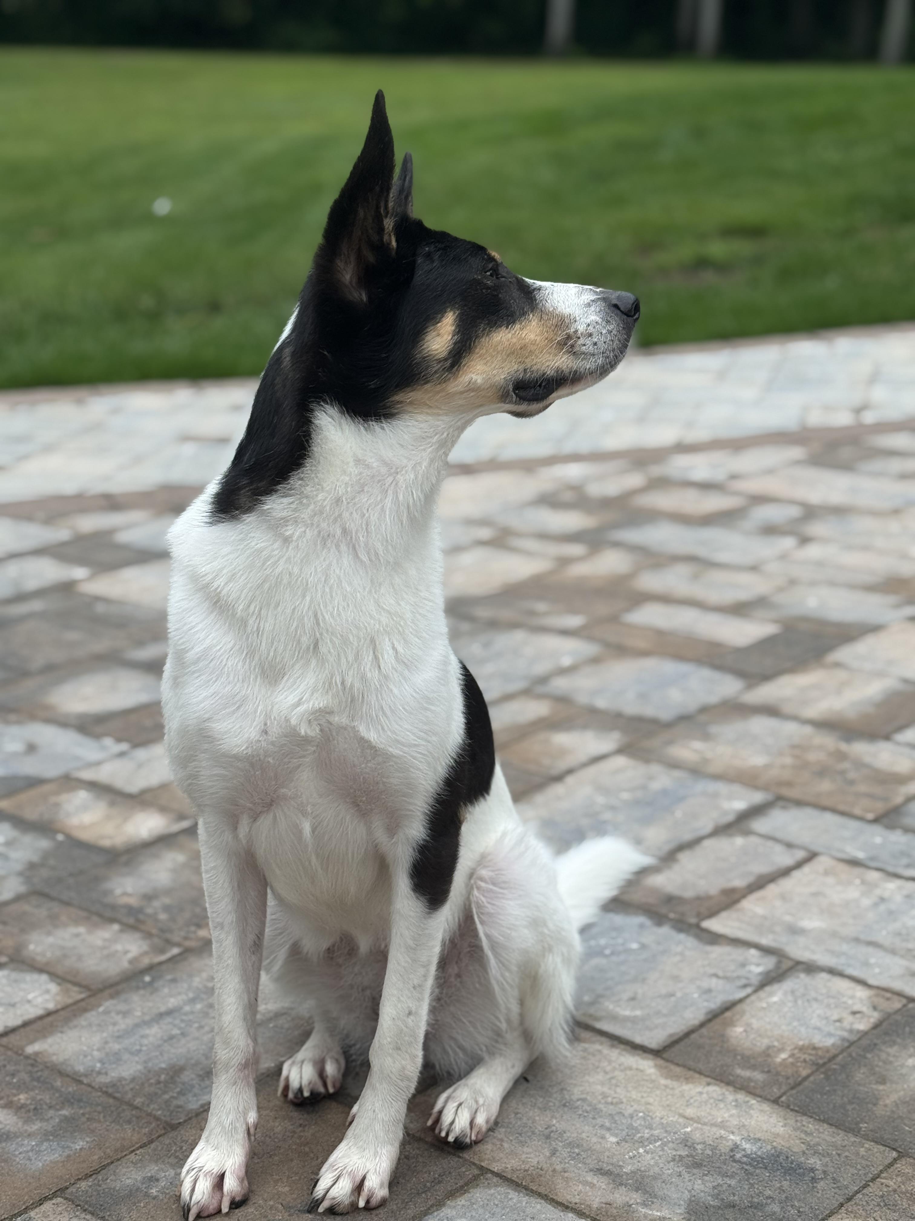 Enlarge PIKA, a Adopted mixed breed in Hawley, PA image 6/6