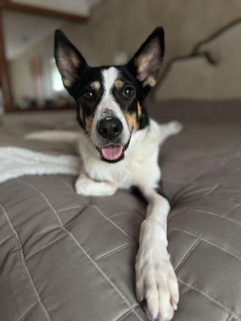 Enlarge PIKA, a Adopted mixed breed in Hawley, PA image 2/6