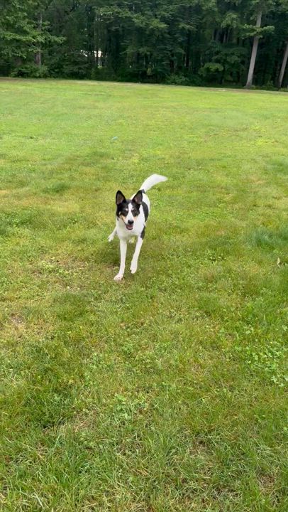 Enlarge PIKA, a Adopted mixed breed in Hawley, PA video 3/6