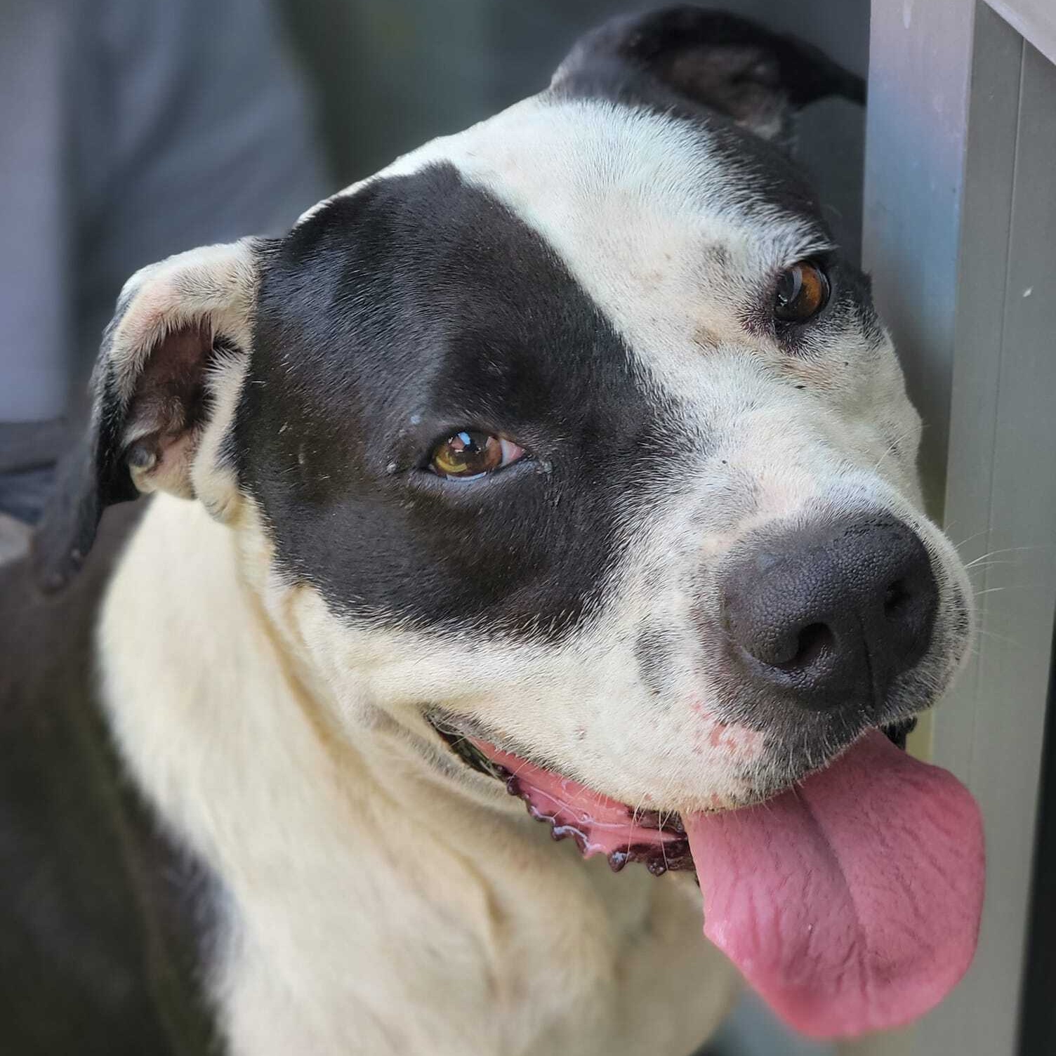 Laza — thumbnail 2