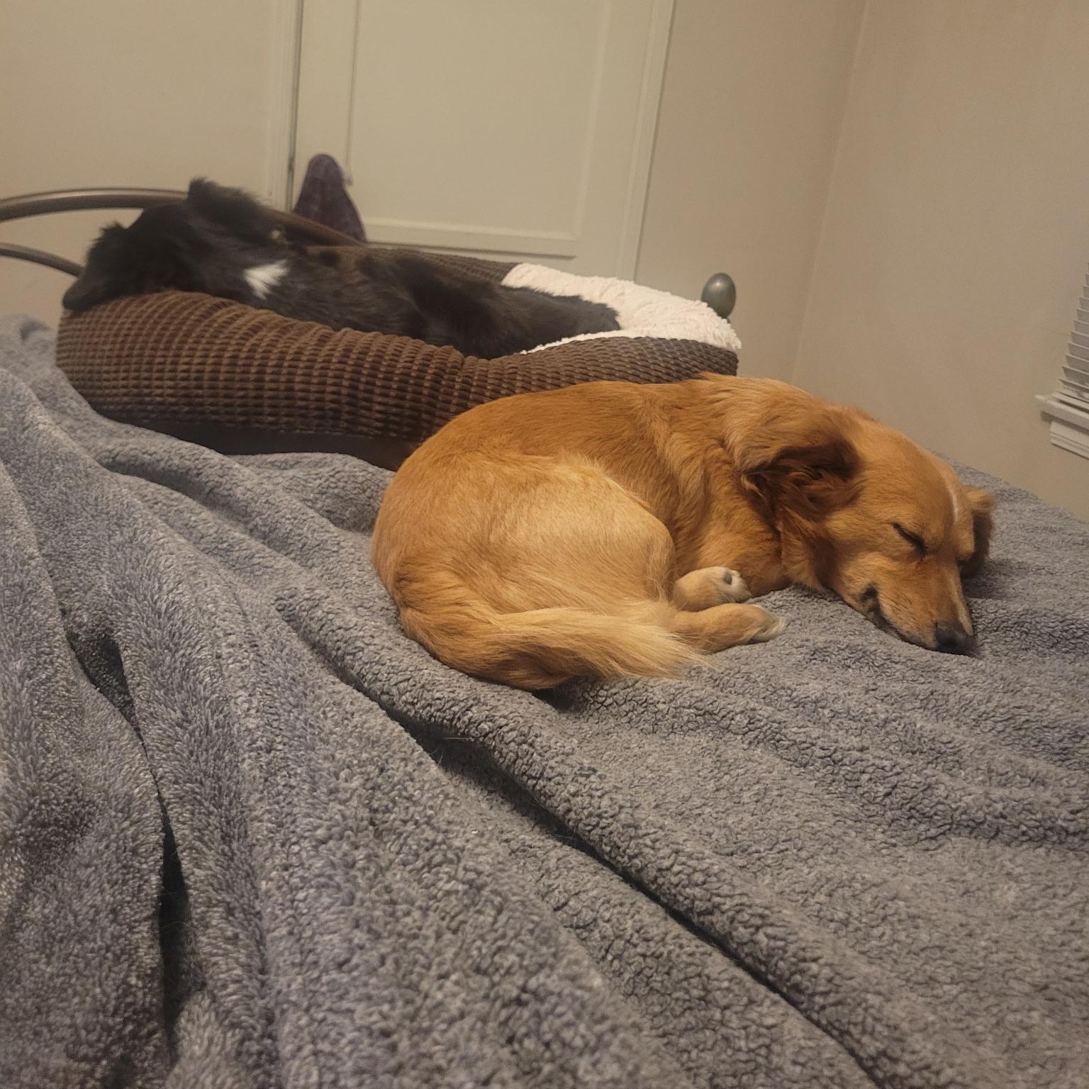 Freddy, adopted, Young Male Chiweenie.