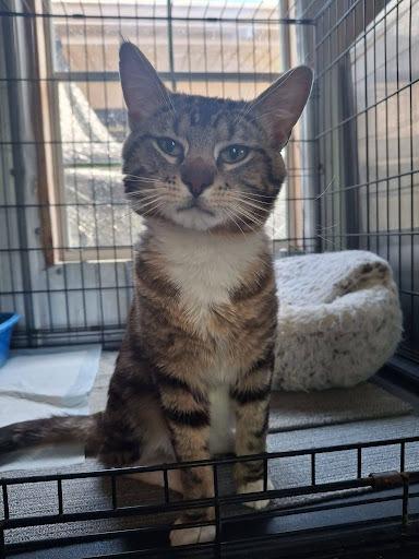 Cheese, Adoptable, Young Male Domestic Short Hair.
