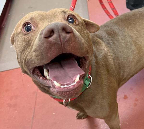 Enlarge Timmy, a Adoptable mixed breed in Salisbury, MD image 1/1
