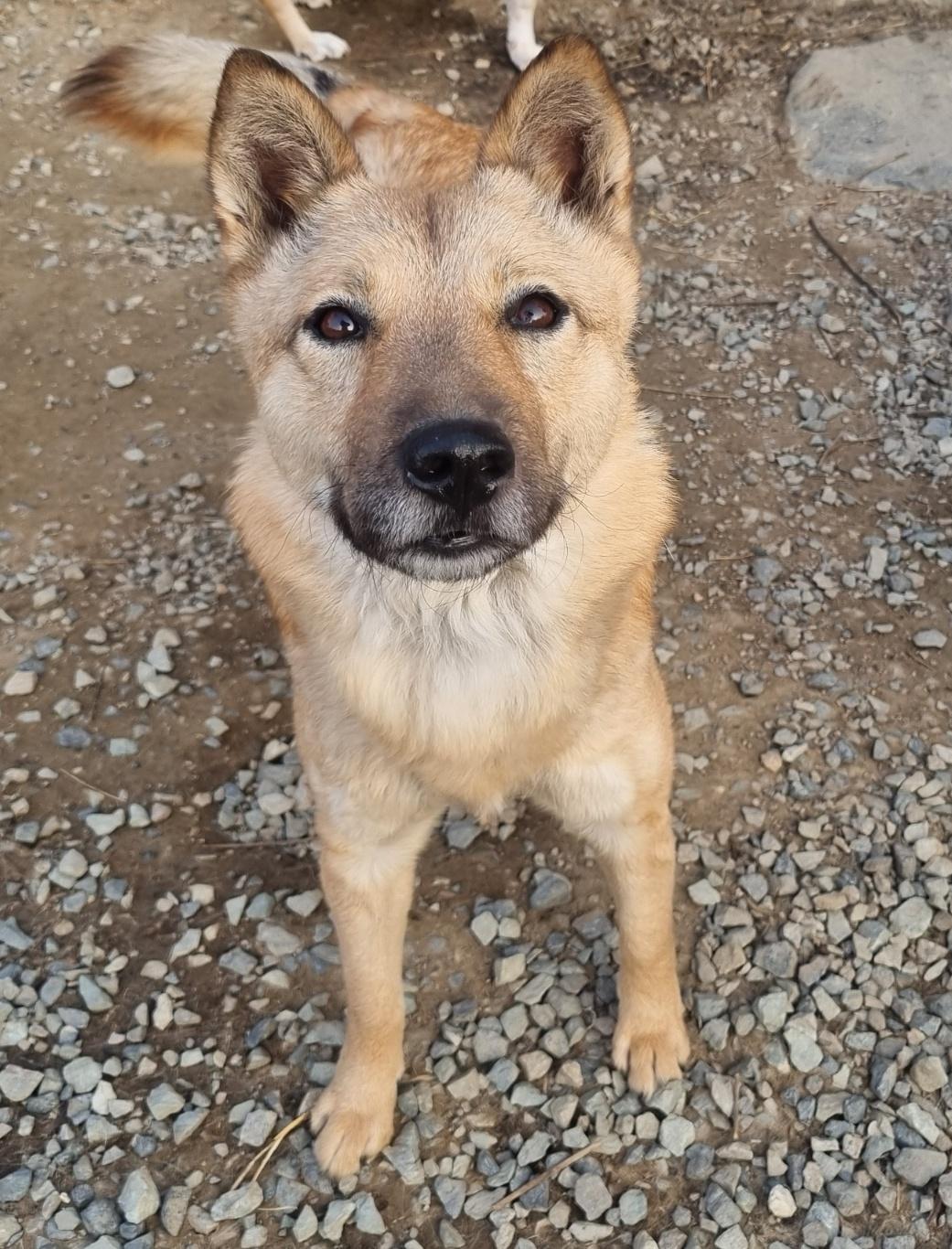 **JENNY, a Adoptable mixed breed in Springfield, VA image 1/5