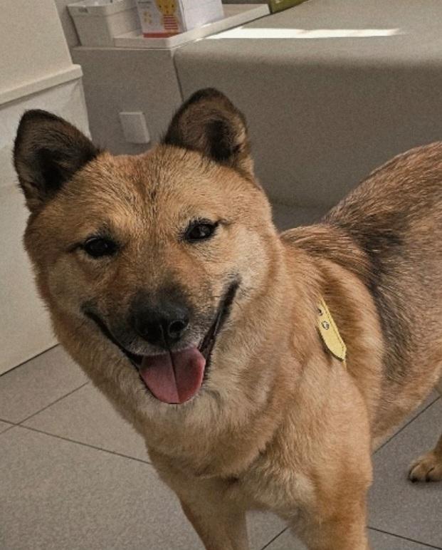 **JENNY, a Adoptable mixed breed in Springfield, VA image 2/5