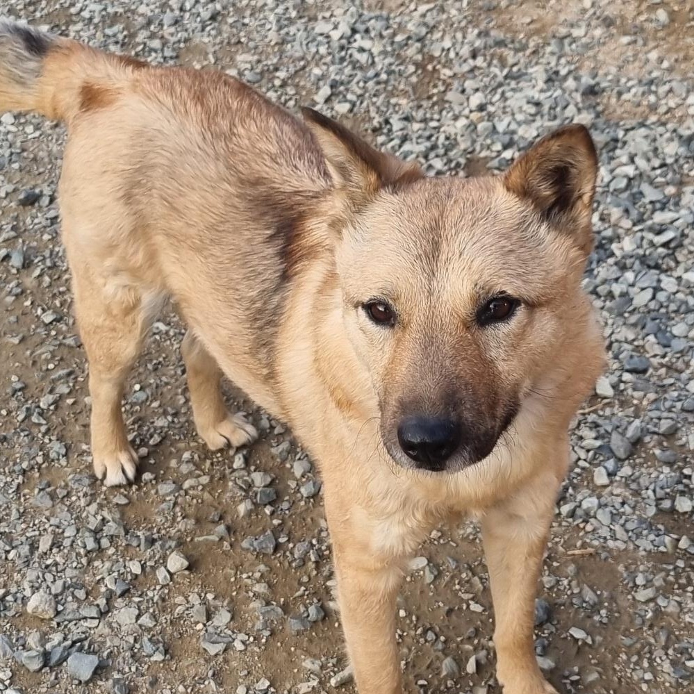 **JENNY, a Adoptable mixed breed in Springfield, VA image 4/5