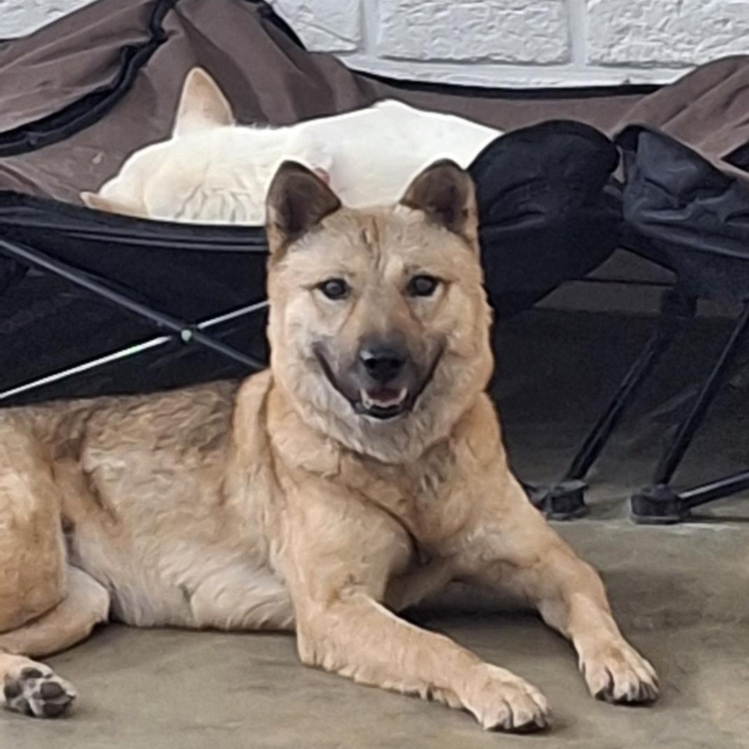 **JENNY, a Adoptable mixed breed in Springfield, VA image 5/5