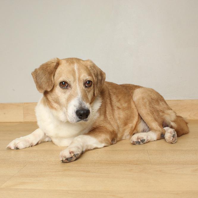 DeeDee D67792, a Adoptable mixed breed in Minnetonka, MN image 3/6