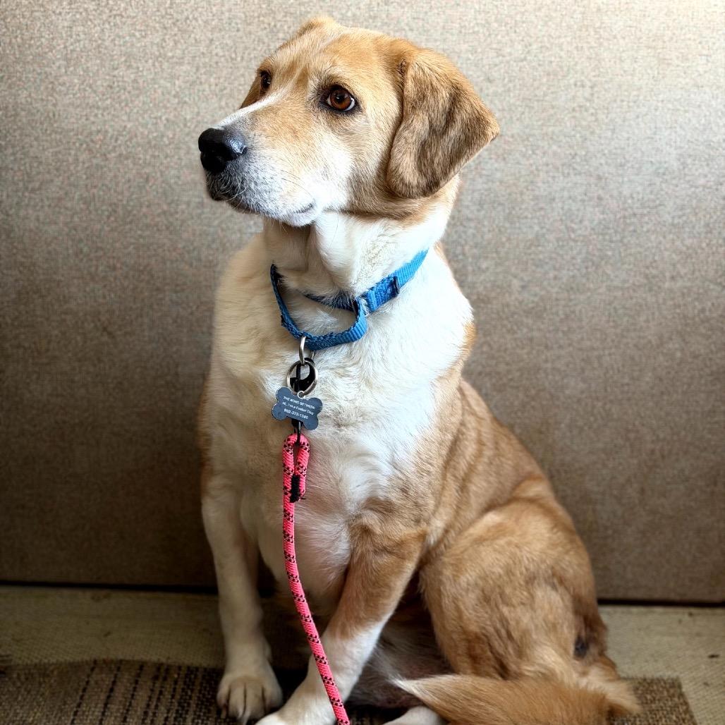DeeDee D67792, a Adoptable mixed breed in Minnetonka, MN image 5/6