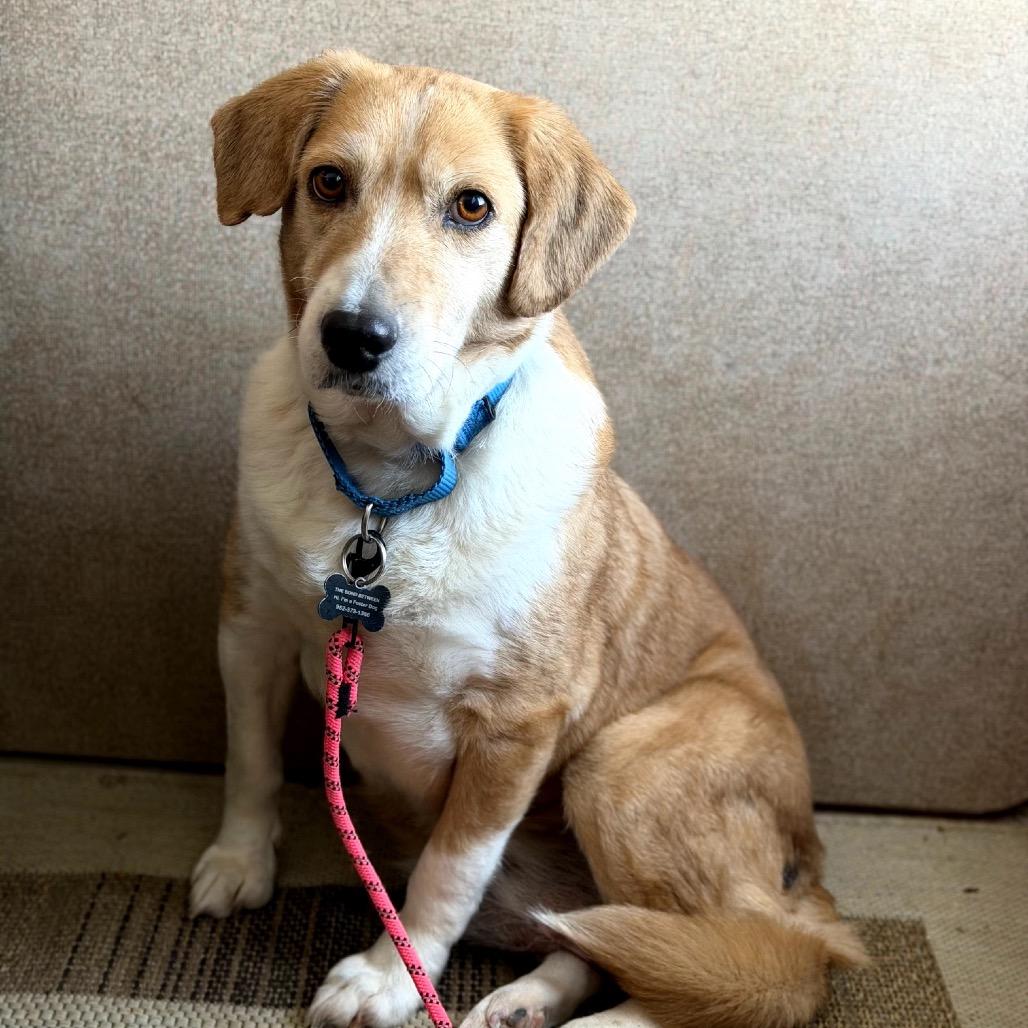 DeeDee D67792, a Adoptable mixed breed in Minnetonka, MN image 6/6