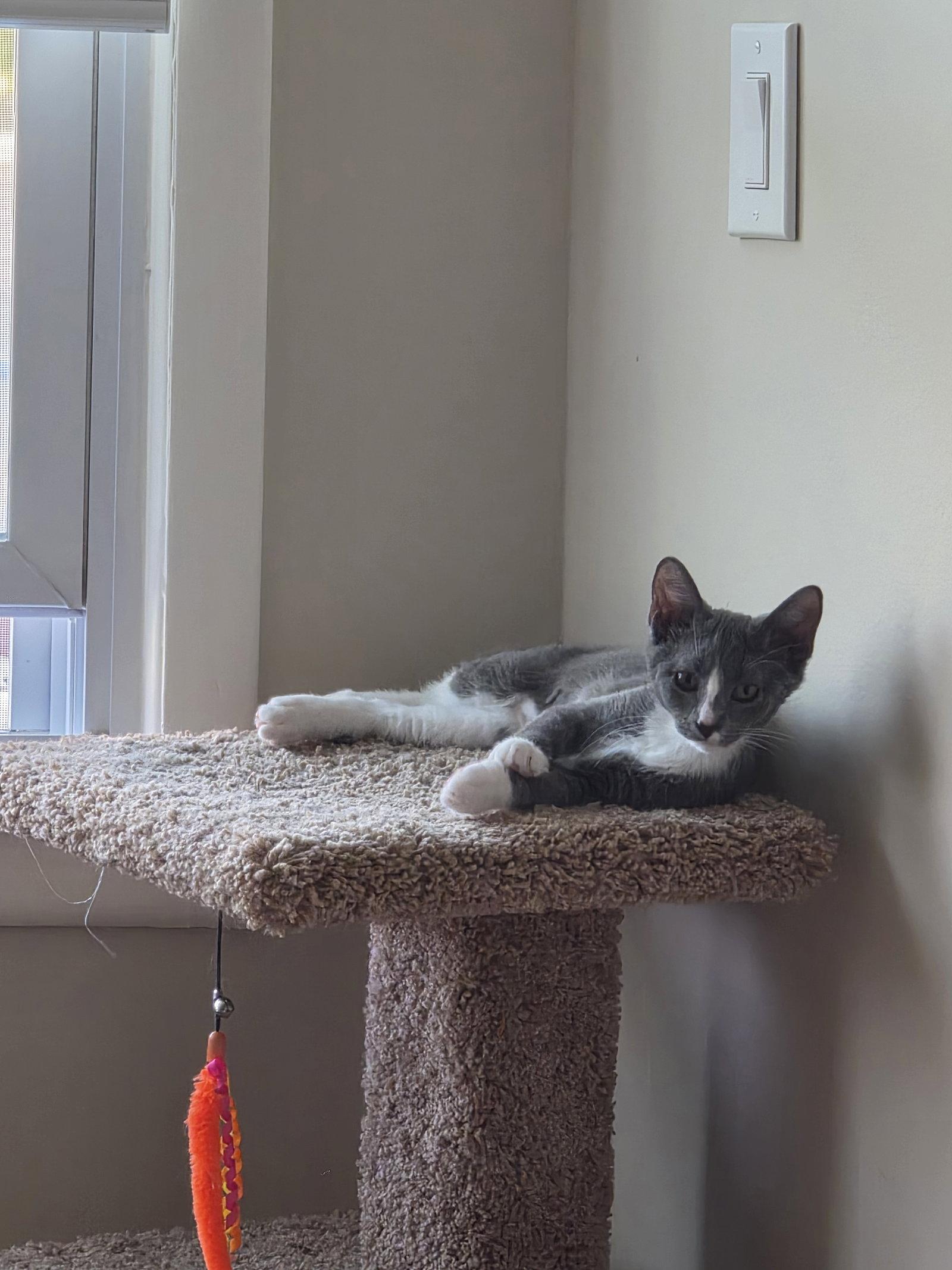 Quincy Jones - BONDED PAIR, Adoptable, Kitten Male Domestic Short Hair.