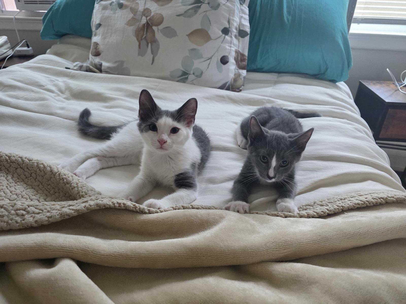Enlarge Quincy Jones - BONDED PAIR, a Adoptable Domestic Short Hair in Naugatuck, CT image 2/3