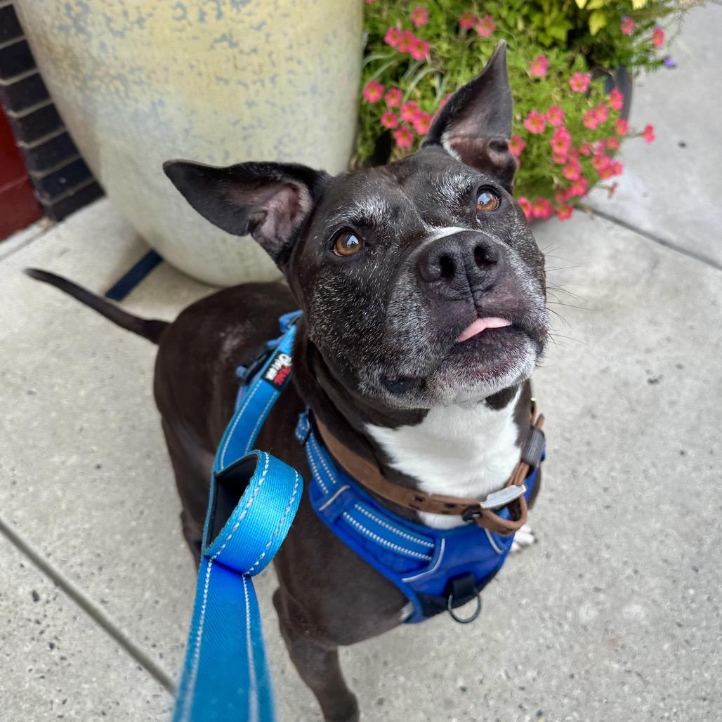 Max Sinatra, Adoptable, Senior Male Pit Bull Terrier & Mixed Breed.