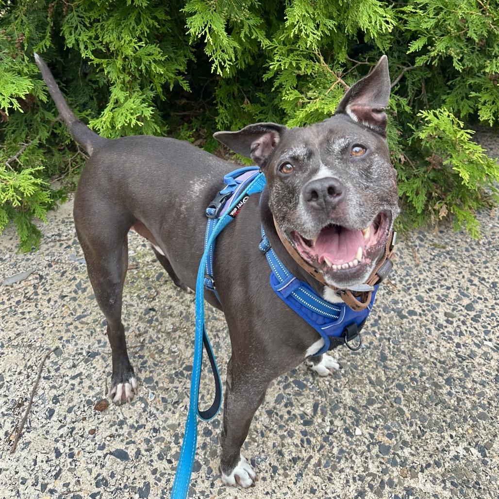 Enlarge Max Sinatra, a Adoptable mixed breed in Philadelphia, PA image 2/5