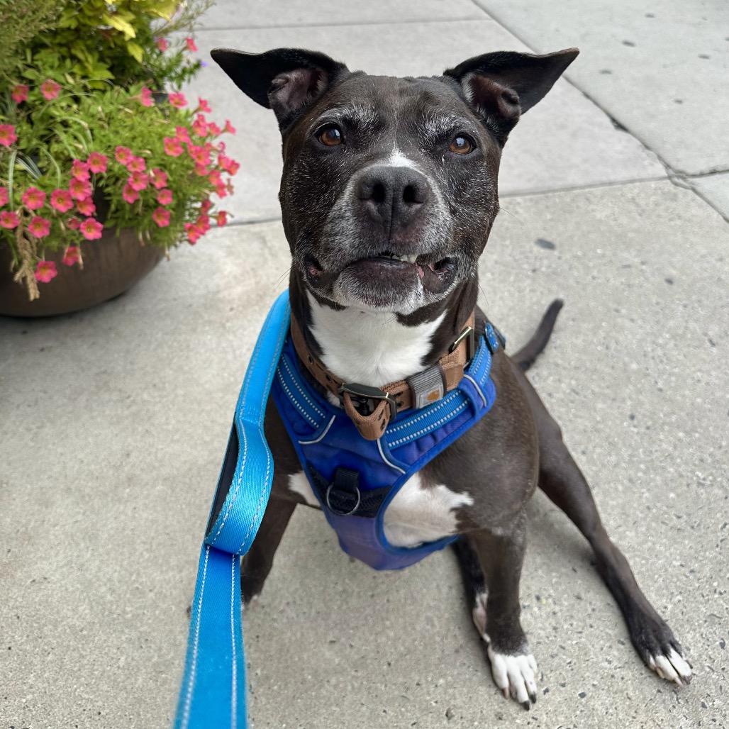 Enlarge Max Sinatra, a Adoptable mixed breed in Philadelphia, PA image 3/5