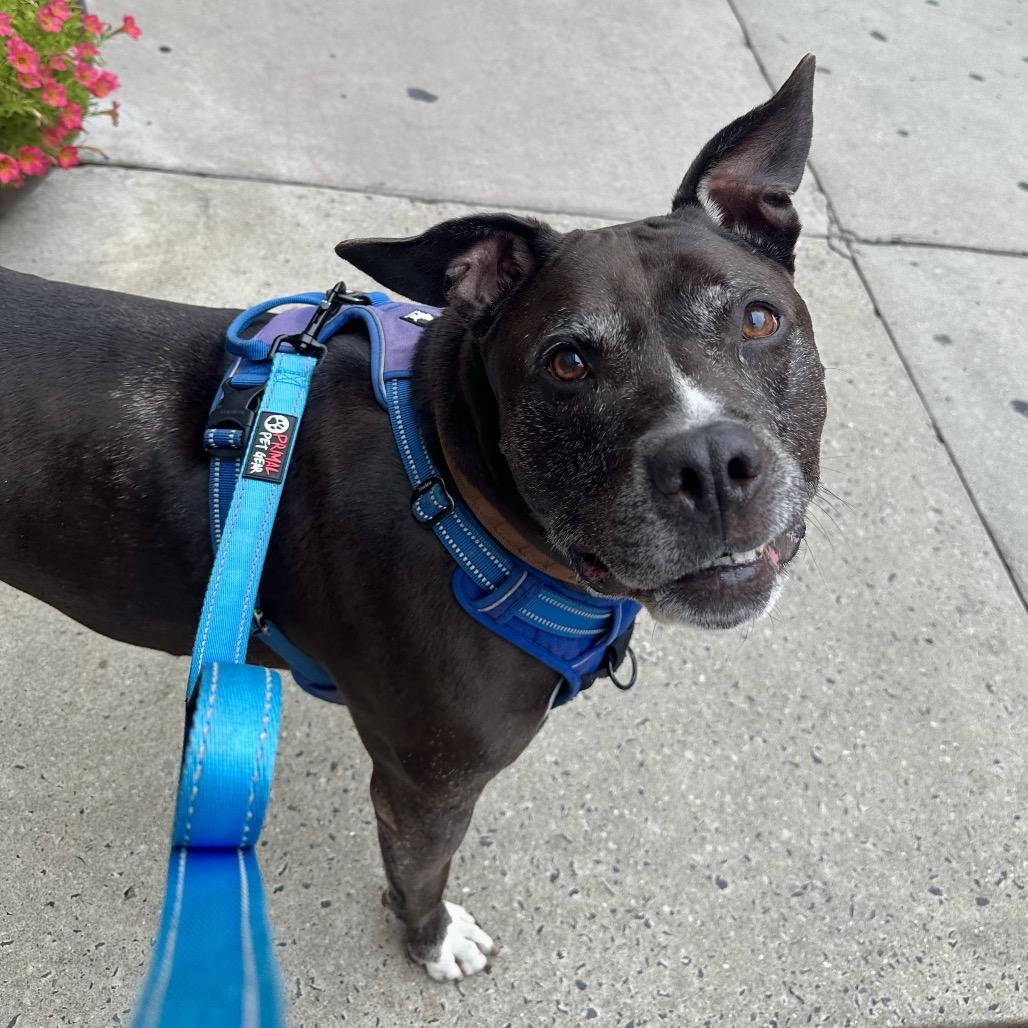 Enlarge Max Sinatra, a Adoptable mixed breed in Philadelphia, PA image 4/5
