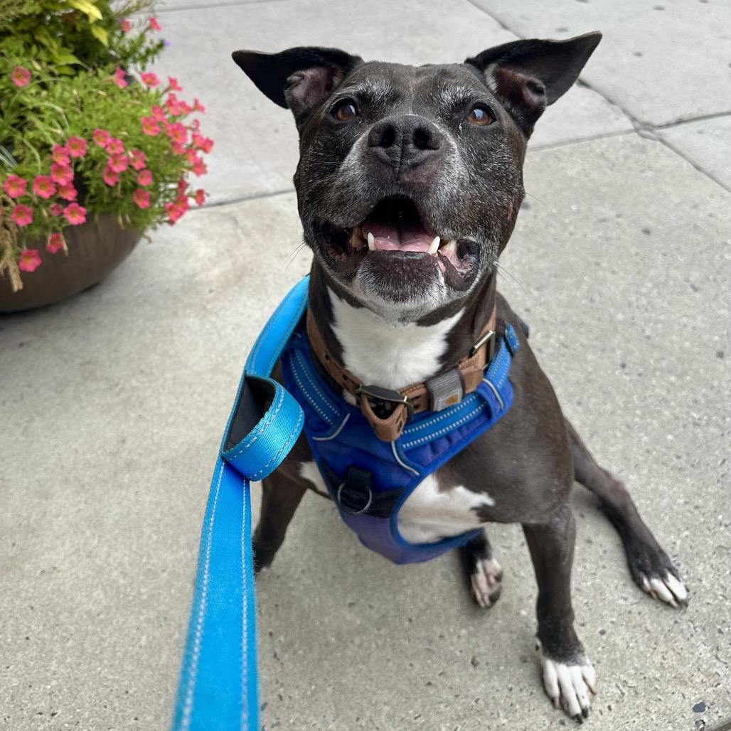 Enlarge Max Sinatra, a Adoptable mixed breed in Philadelphia, PA image 5/5