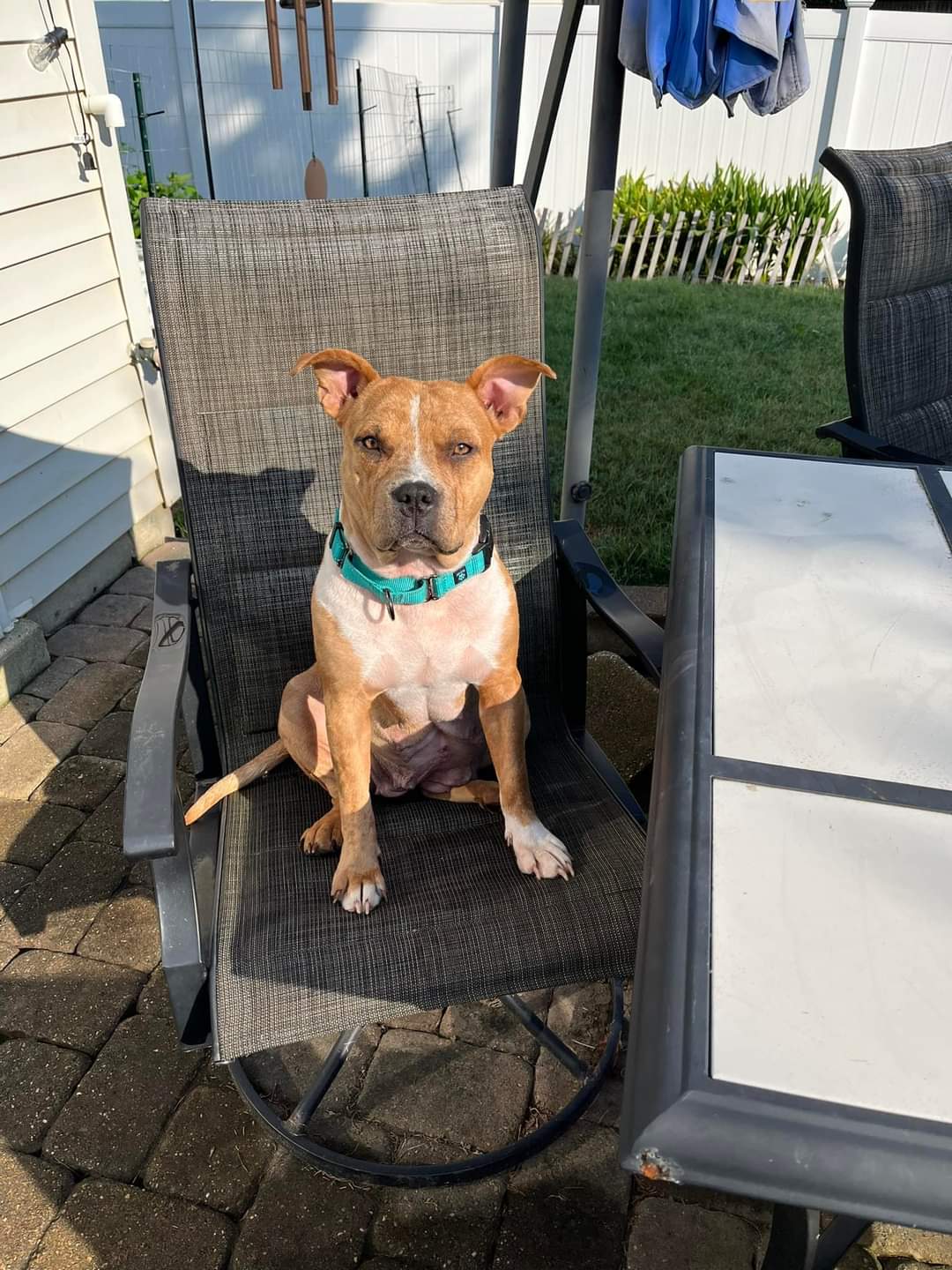 Joy, a Adoptable mixed breed in Leonardtown, MD image 2/4