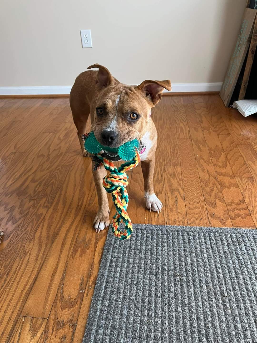 Joy, a Adoptable mixed breed in Leonardtown, MD image 4/4