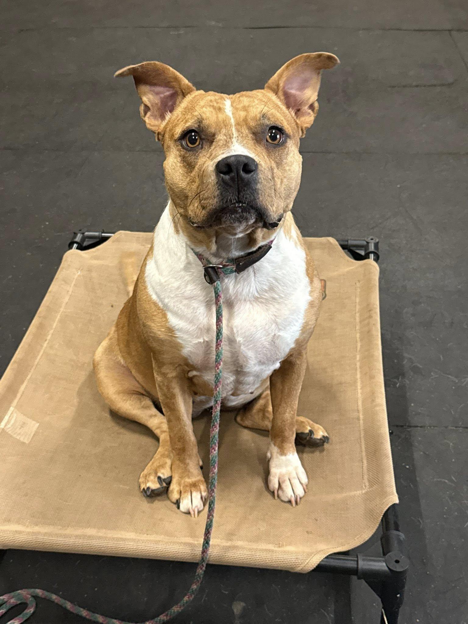 Joy, a Adoptable mixed breed in Leonardtown, MD image 1/4