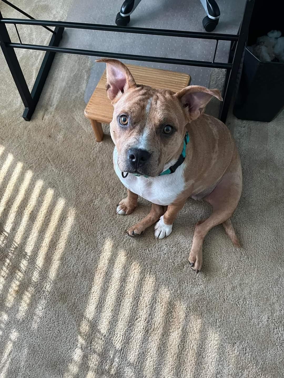 Joy, a Adoptable mixed breed in Leonardtown, MD image 3/4