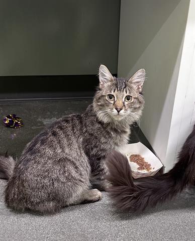 Enlarge IKE, a Adoptable Domestic Short Hair in San Martin, CA image 1/1