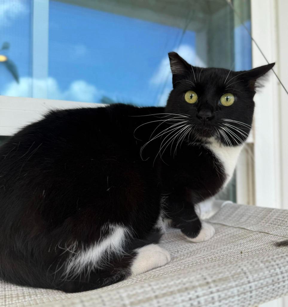 Velma, Adoptable, Adult Female Domestic Short Hair.