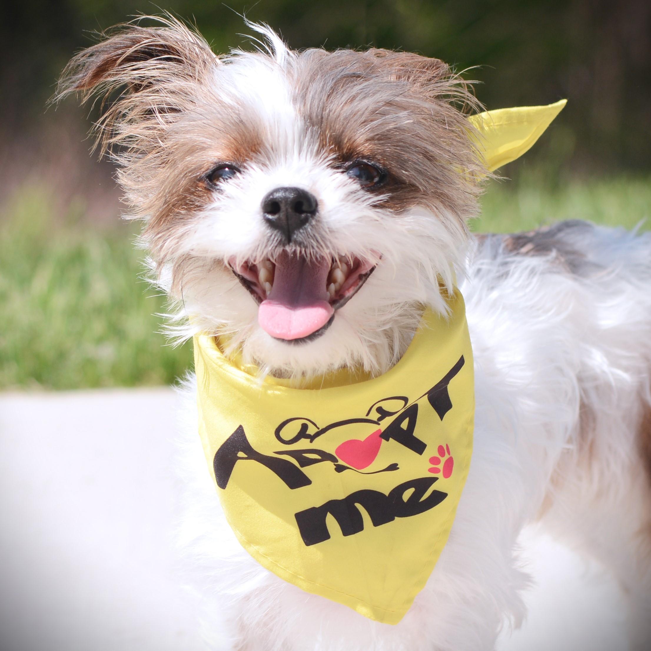 Enlarge Skye, an adopted mixed breed in Amsterdam, NY image 2/2