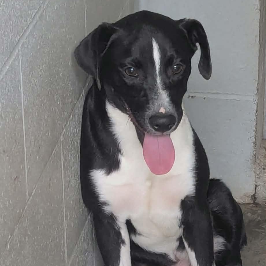 Pepper, ADOPTABLE, Young Male Mixed Breed.