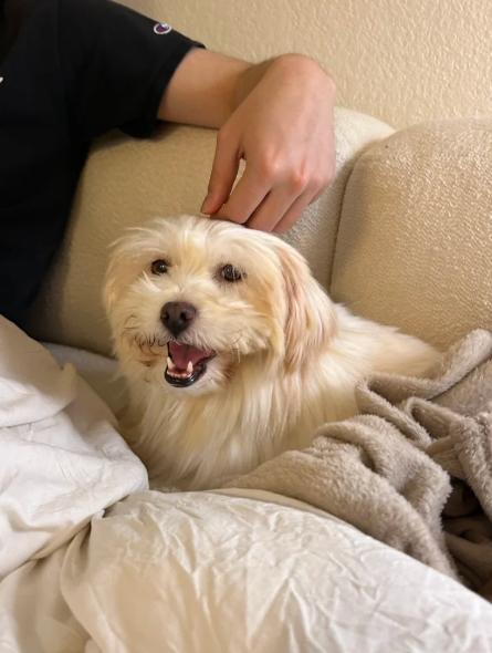 Apple, a Adoptable mixed breed in San Jose, CA image 3/6