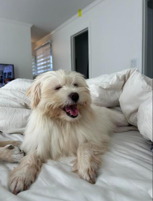 Apple, Adoptable, Young Female Maltipoo & Maltese.