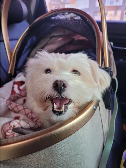 Apple, a Adoptable mixed breed in San Jose, CA image 6/6