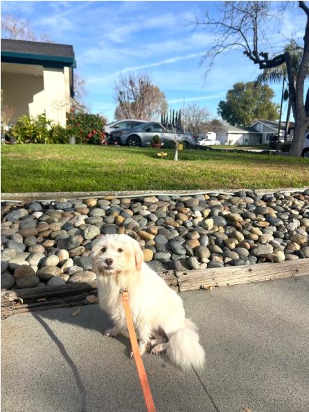 Apple, a Adoptable mixed breed in San Jose, CA image 4/6