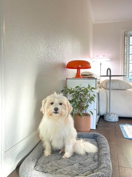 Apple, a Adoptable mixed breed in San Jose, CA image 2/6