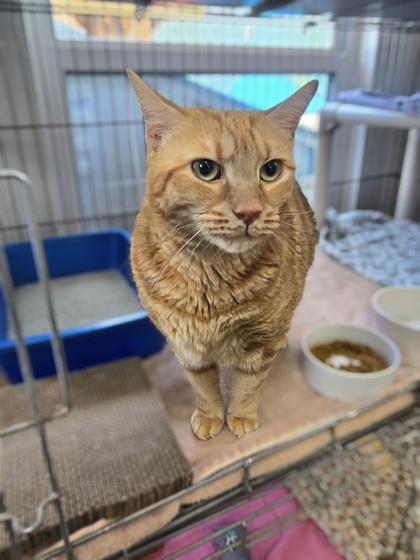Taco, Adopted, Adult Male Domestic Short Hair.