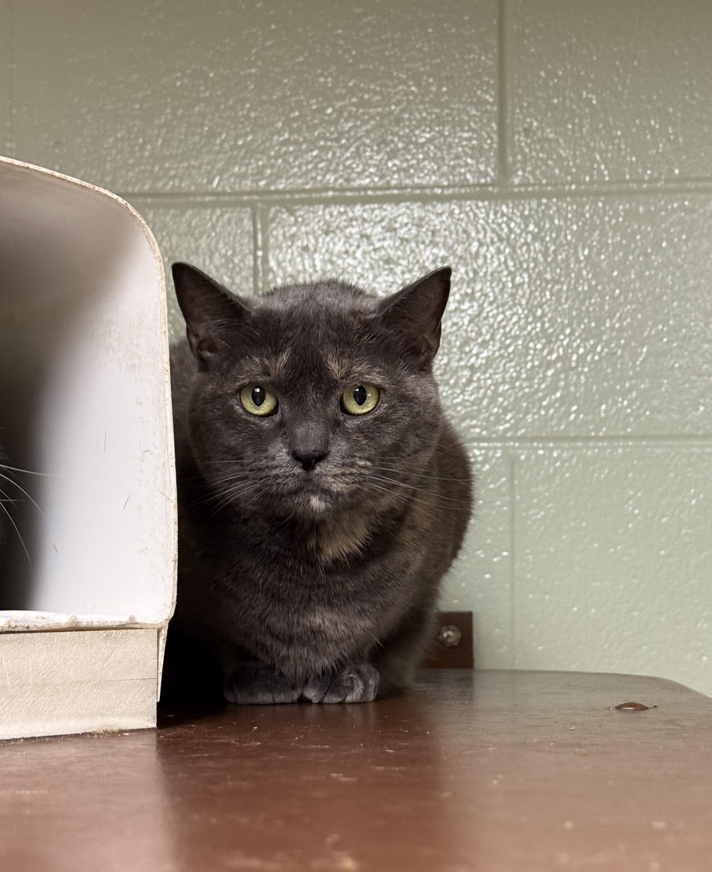 Love, Adoptable, Senior Female Domestic Short Hair.