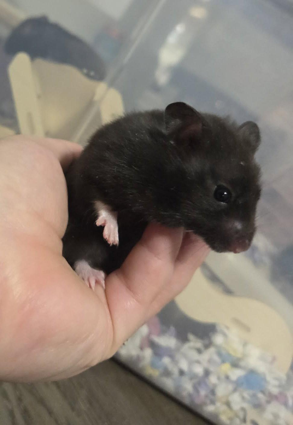 Bubbles (Courtesy Listing), Adoptable, Baby Female Hamster.