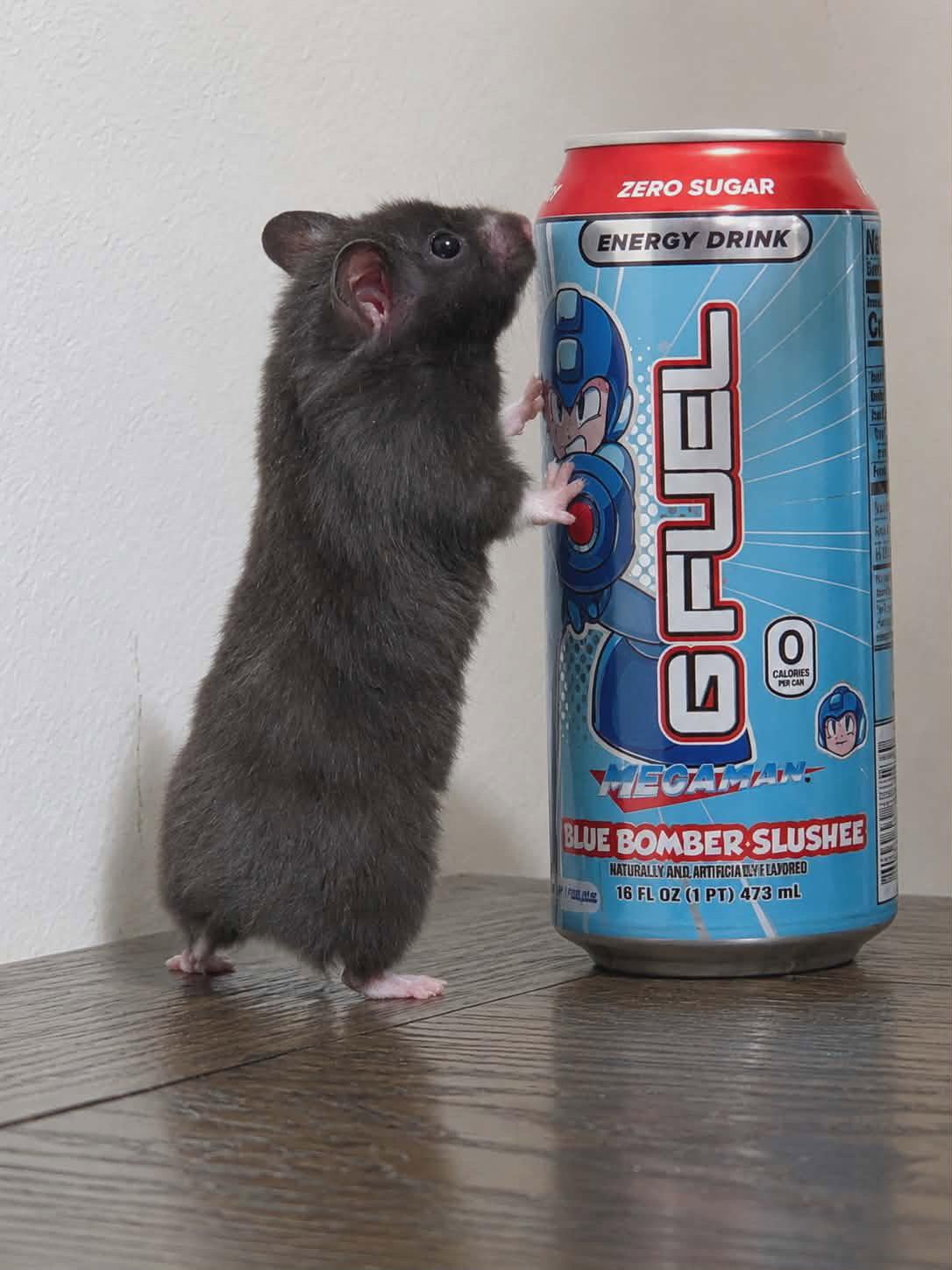 Enlarge Bubbles (Courtesy Listing), a Adoptable Hamster in Baton Rouge, LA image 2/3