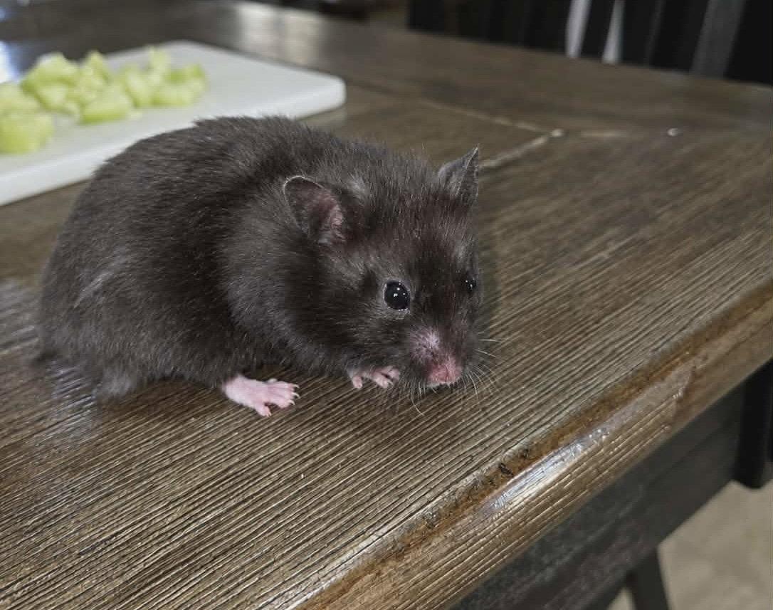 Enlarge Bubbles (Courtesy Listing), a Adoptable Hamster in Baton Rouge, LA image 3/3