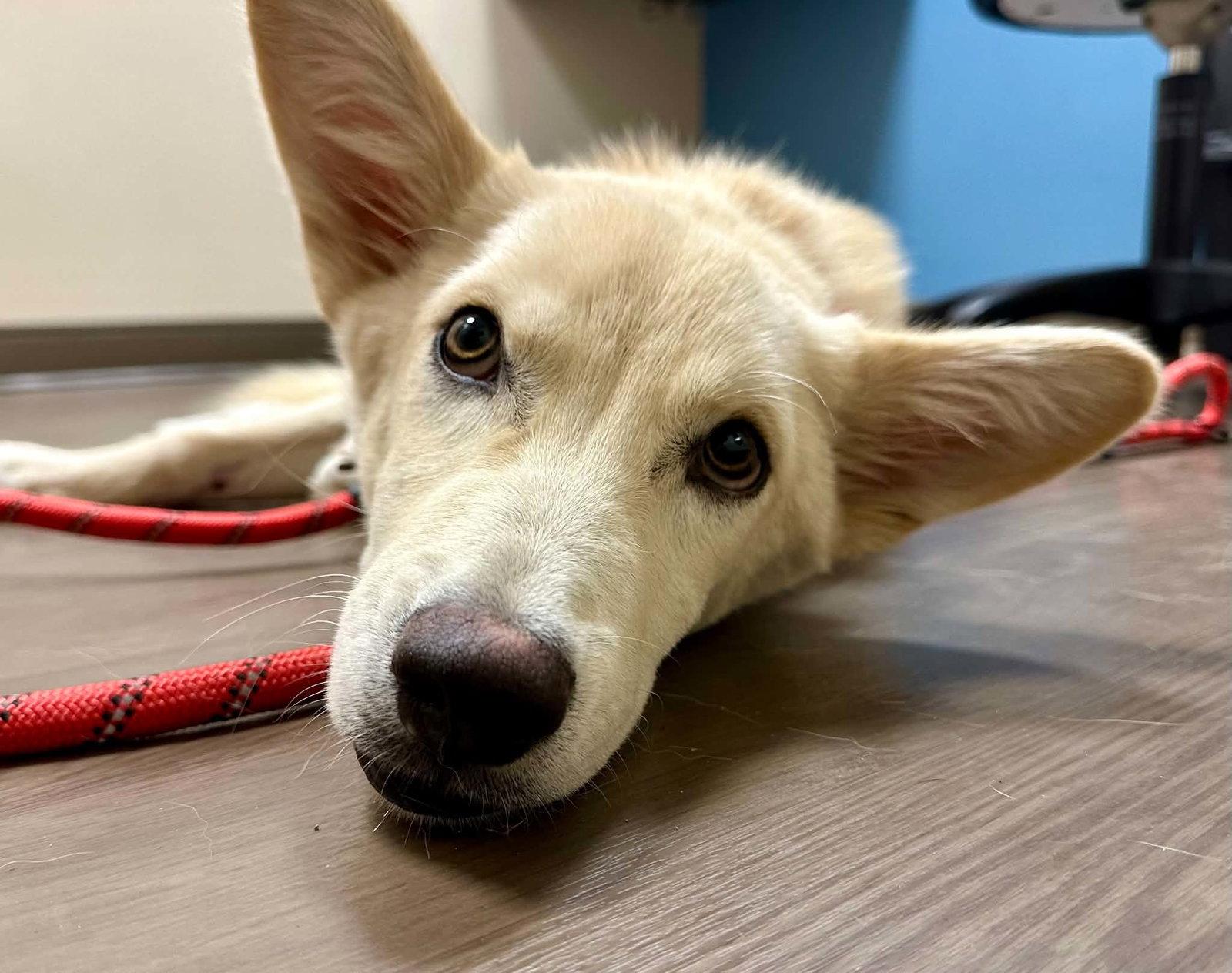 Enlarge Seamus, a Adoptable White German Shepherd in Londonderry, NH image 1/3