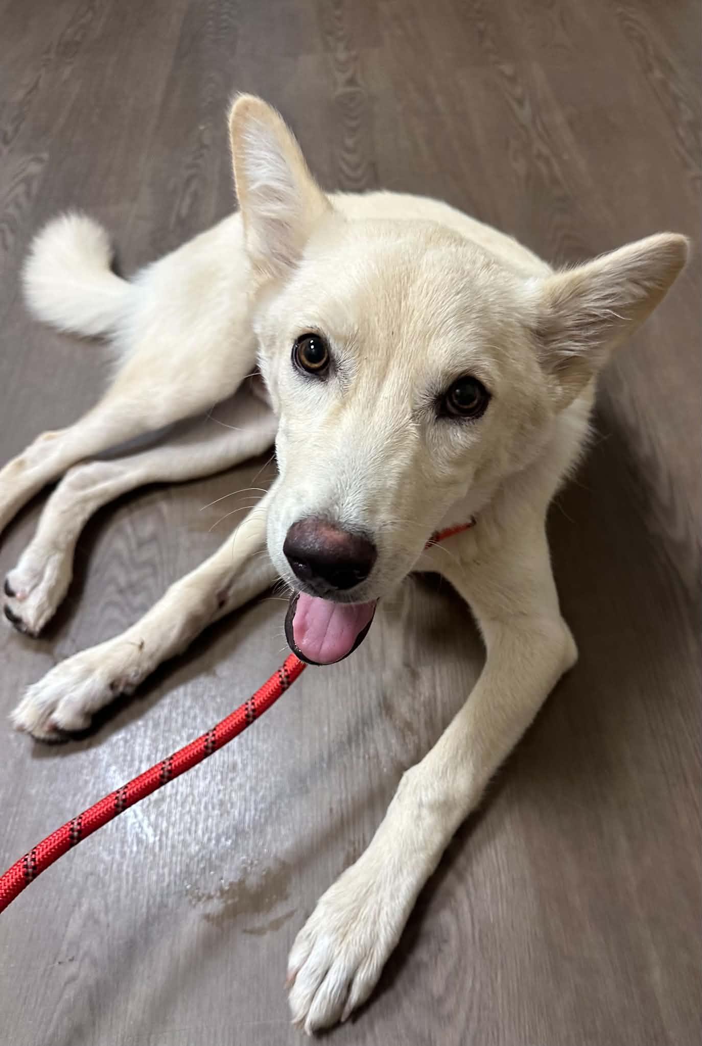 Enlarge Seamus, a Adoptable White German Shepherd in Londonderry, NH image 2/3