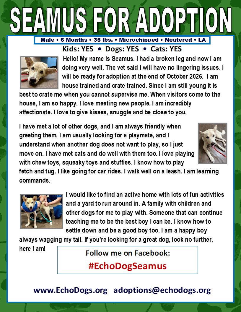 Enlarge Seamus, a Adoptable White German Shepherd in Londonderry, NH image 3/3