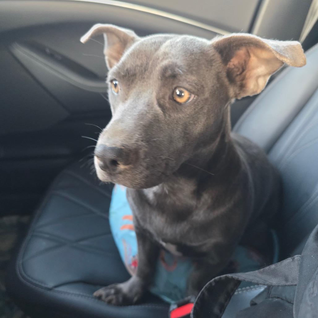 Trixi, a Adoptable mixed breed in Chandler, AZ image 1/6