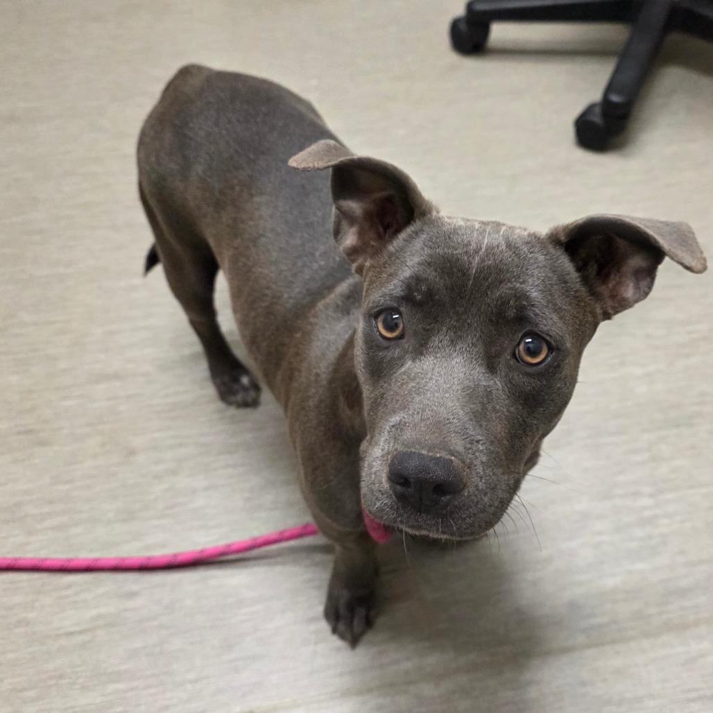 Trixi, a Adoptable mixed breed in Chandler, AZ image 2/6