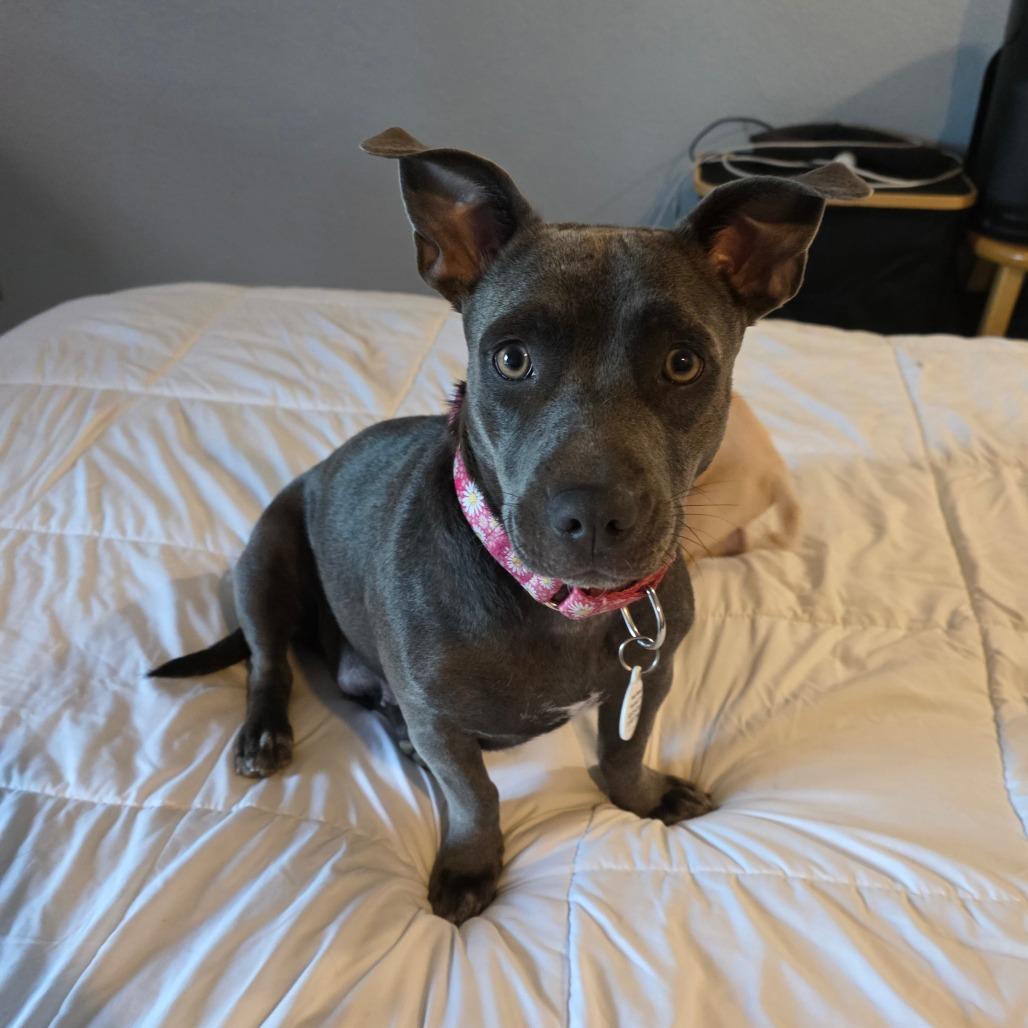 Trixi, a Adoptable mixed breed in Chandler, AZ image 2/5