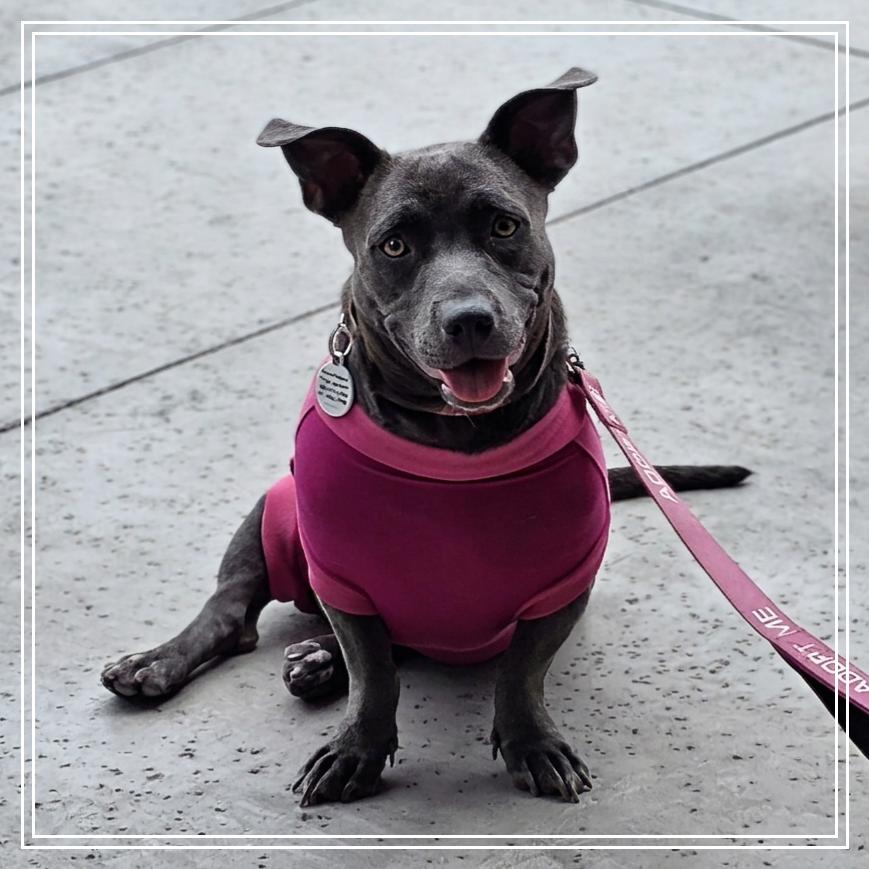 Trixi, a Adoptable mixed breed in Chandler, AZ image 3/6