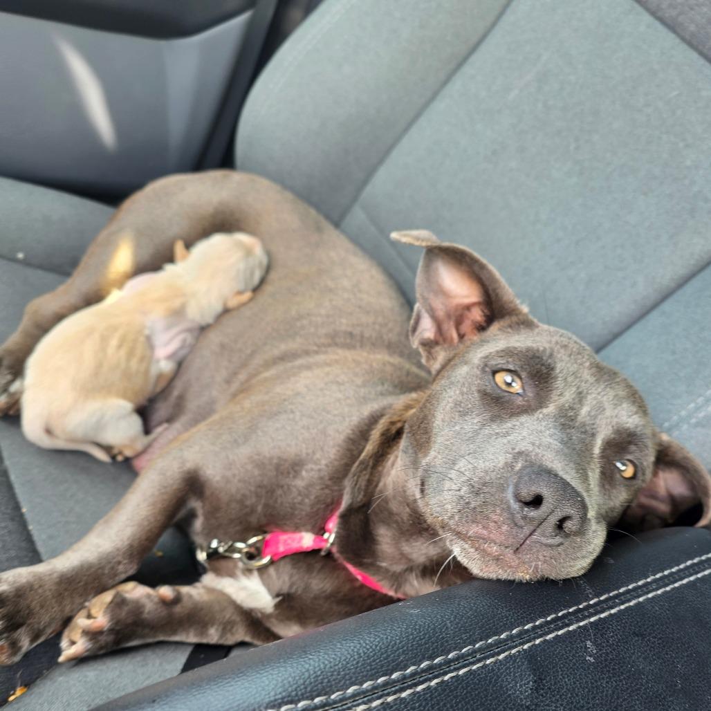Trixi, a Adoptable mixed breed in Chandler, AZ image 4/6