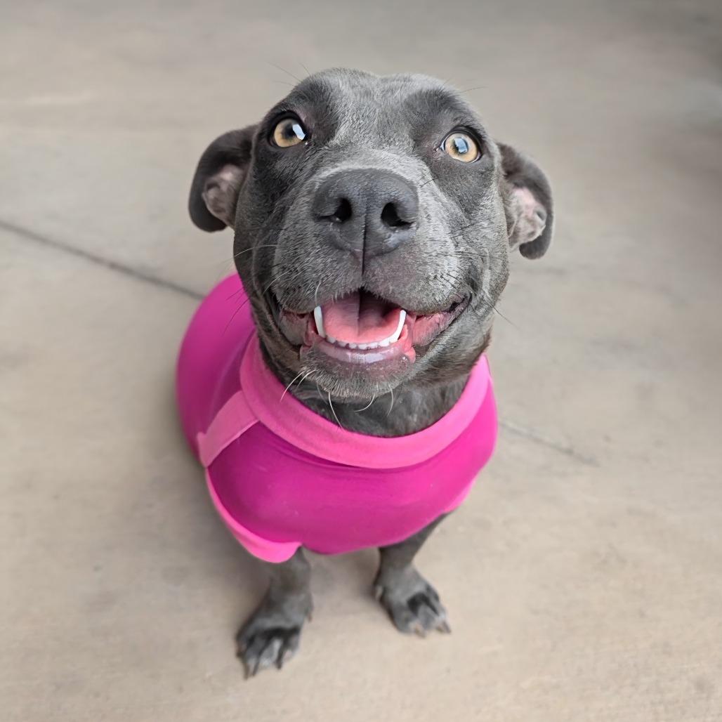 Trixi, a Adoptable mixed breed in Chandler, AZ image 4/5