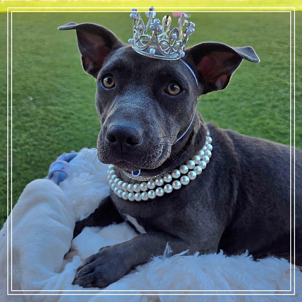 Trixi, a Adoptable mixed breed in Chandler, AZ image 5/6