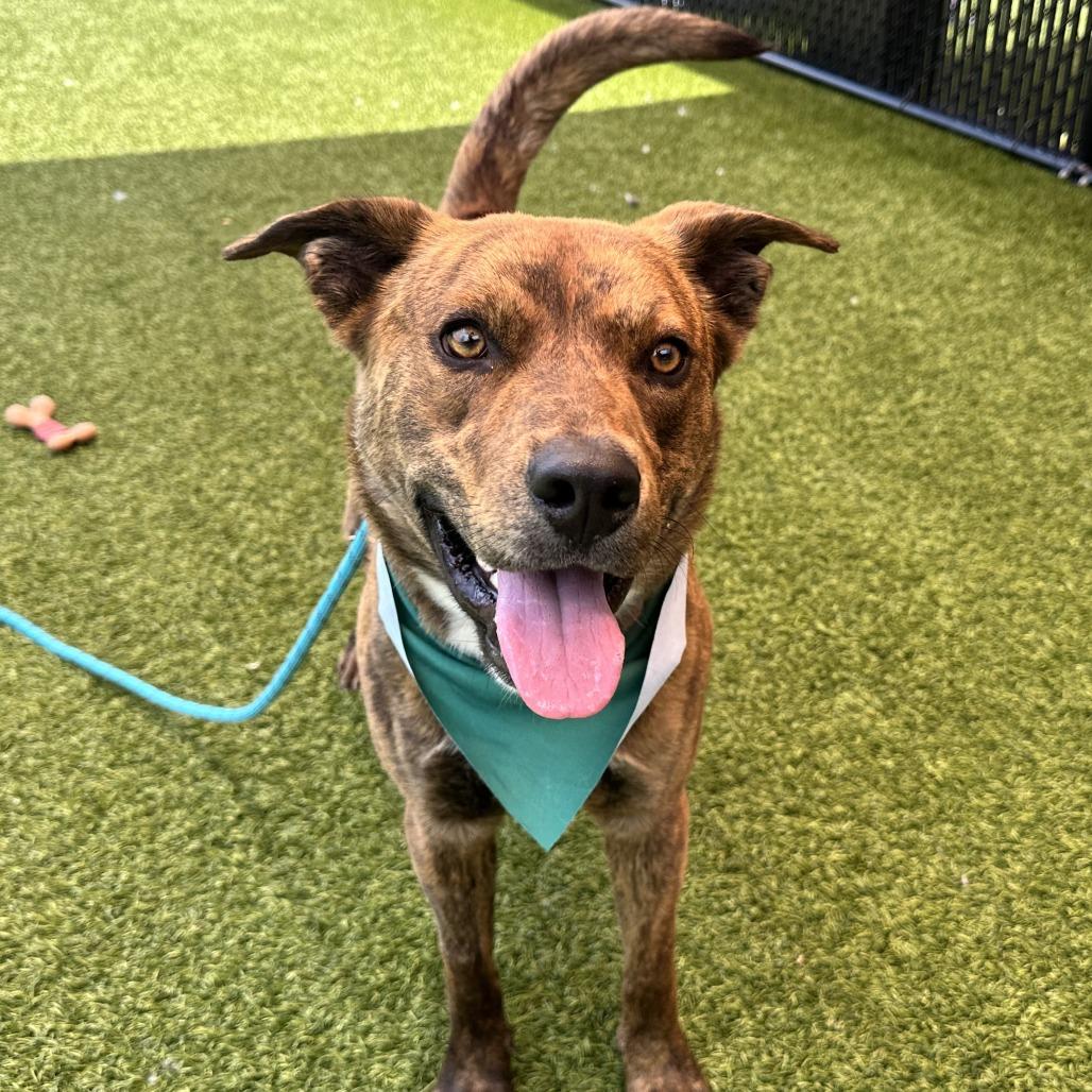 Ryder, Adoptable, Young Male Mixed Breed.